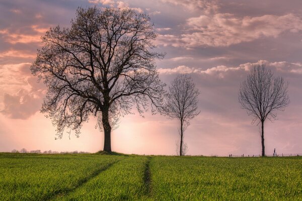 Trees in a pink sunset