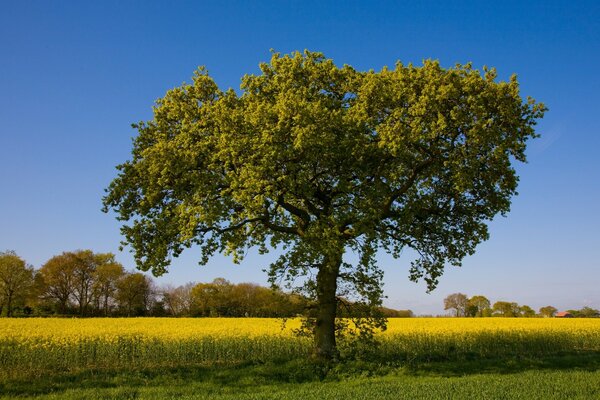 Einsamer Baum auf dem Land