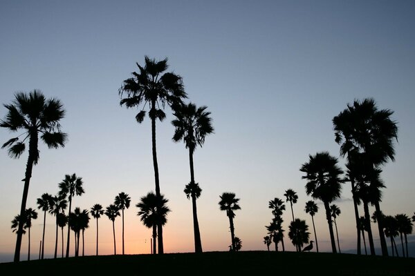 A lot of palm trees on the background of sunset