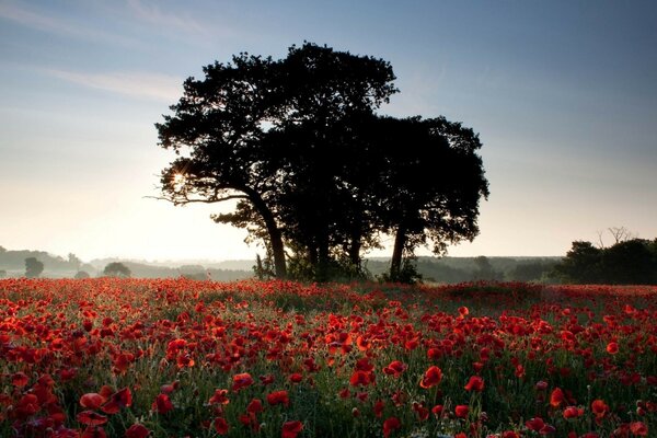 Bäume im Feld der blühenden Mohnblumen