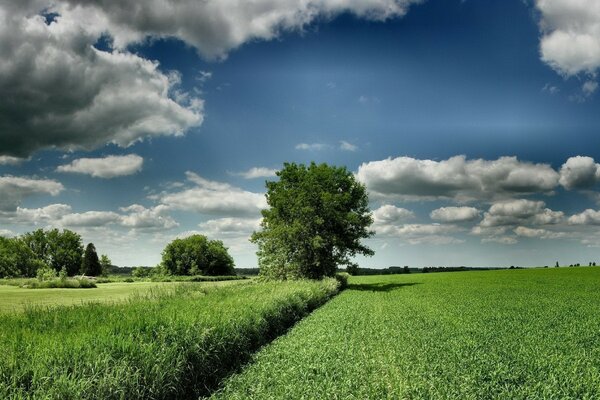 Green grass, the nature of rural fields and the sky is blue