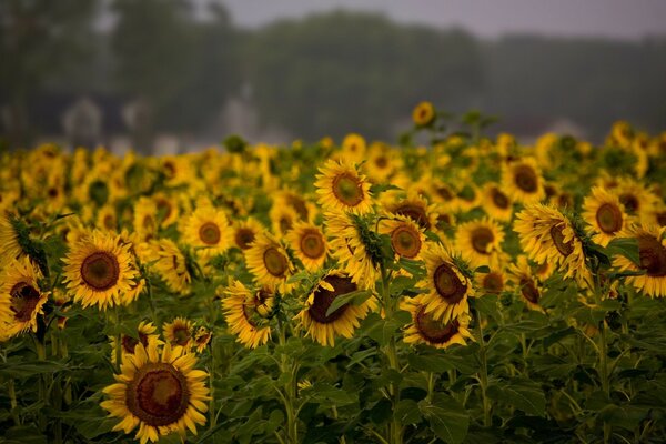 Ein ganzes Feld gelber Sonnenblumen