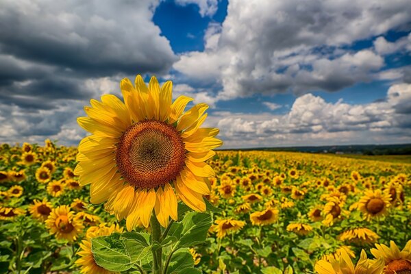 Flor de girasol en verano en la naturaleza