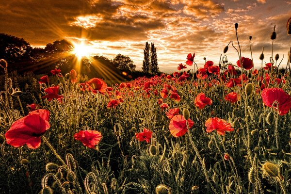 Poppy meadow in the rays of the sun at sunset