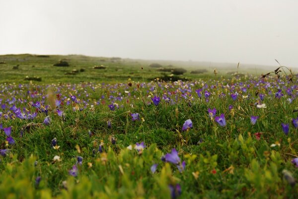 Wildflowers in summer in nature