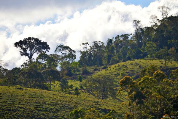 Verdes colinas, árboles, nubes