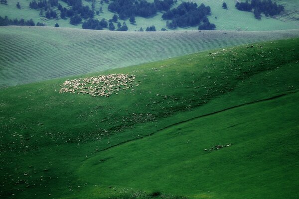 Bird s-eye view of the green expanses