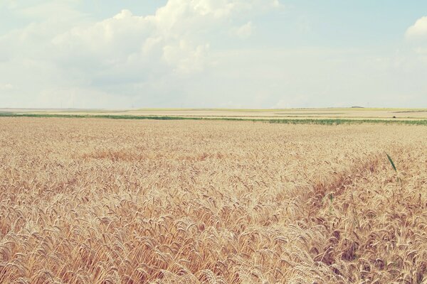 Landscapes wheat harvest:and flakes and straw