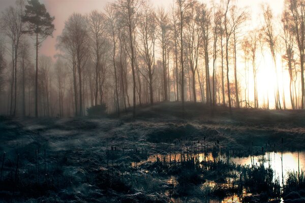 Dichter Nebel im dunklen Wald