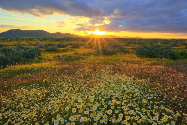 A field of daisies in the rays of the setting sun