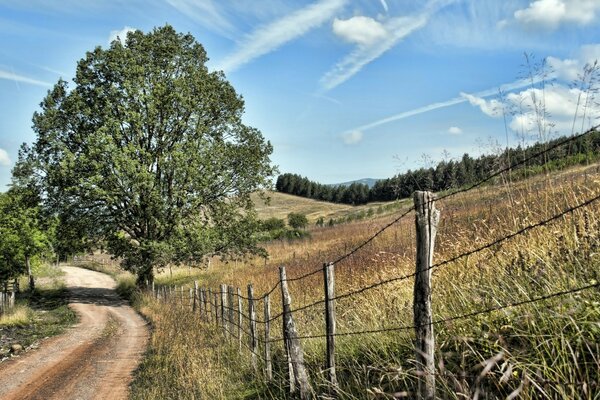 Uma árvore solitária numa estrada deserta