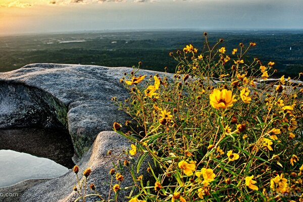 Wildblumen auf einem Stein am Wasser