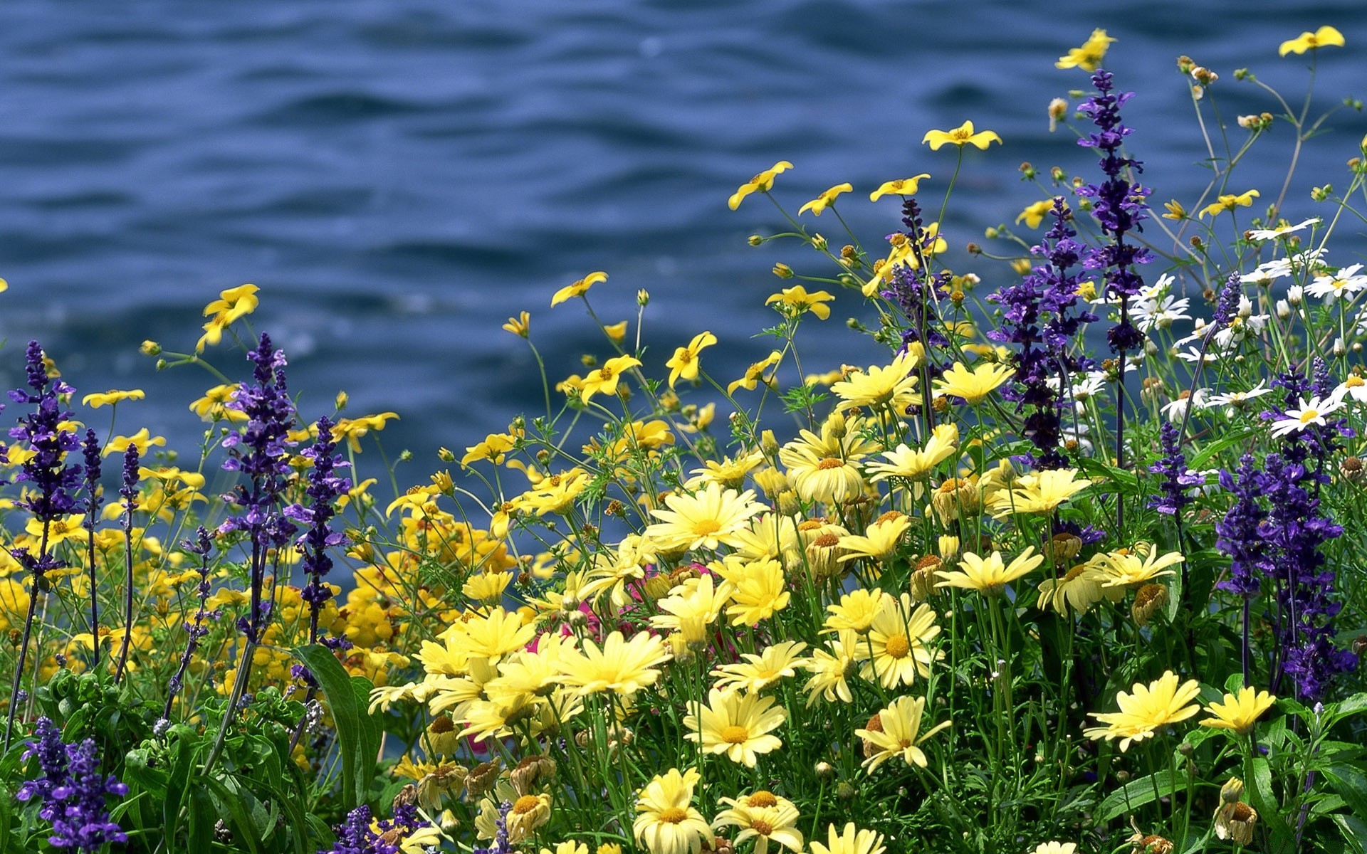 landscapes flower nature summer flora blooming garden floral petal leaf hayfield field grass outdoors season bright fair weather color growth sun