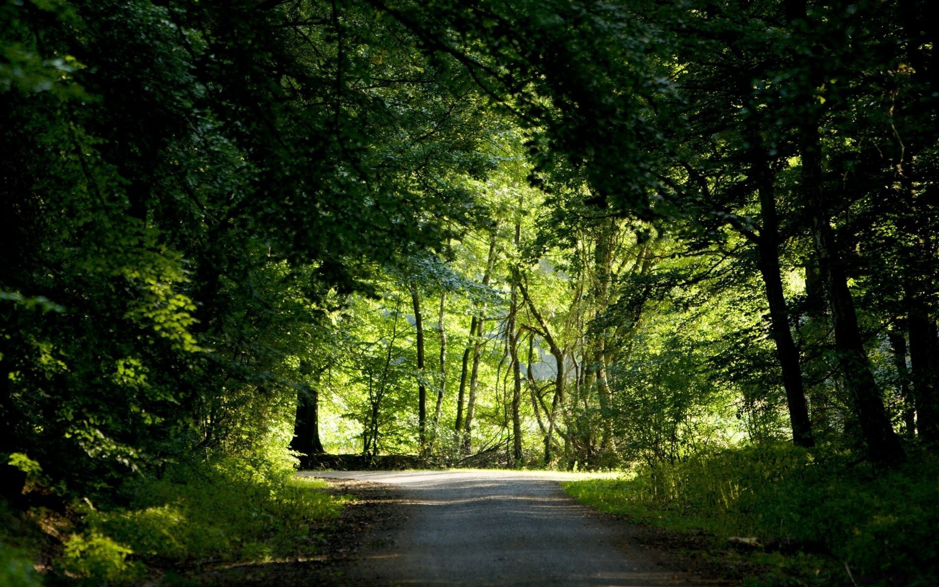 paesaggio albero legno paesaggio strada natura foglia parco lussureggiante guida bel tempo alba ambiente all aperto sole autunno nebbia scenico nebbia erba