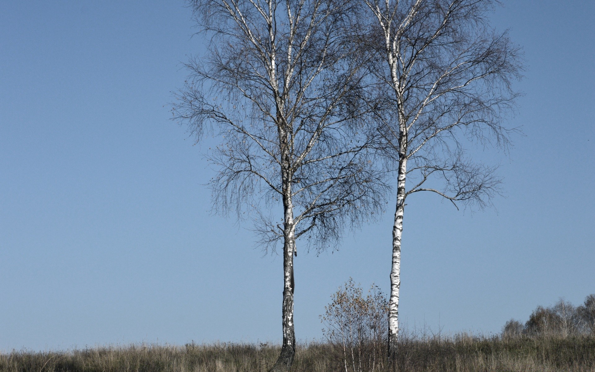 krajobrazy drzewo krajobraz drewna natura zima na zewnątrz jesień pogoda wsi środowiska śnieg wsi