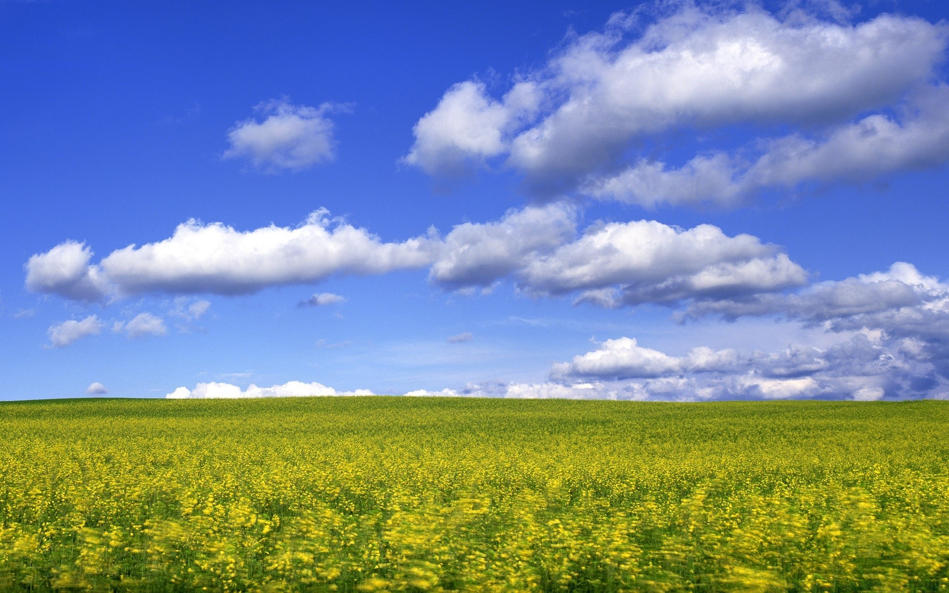 paisagens natureza paisagem campo rural agricultura verão céu campo ao ar livre sol bom tempo fazenda brilhante pasto grama crescimento flor horizonte solo