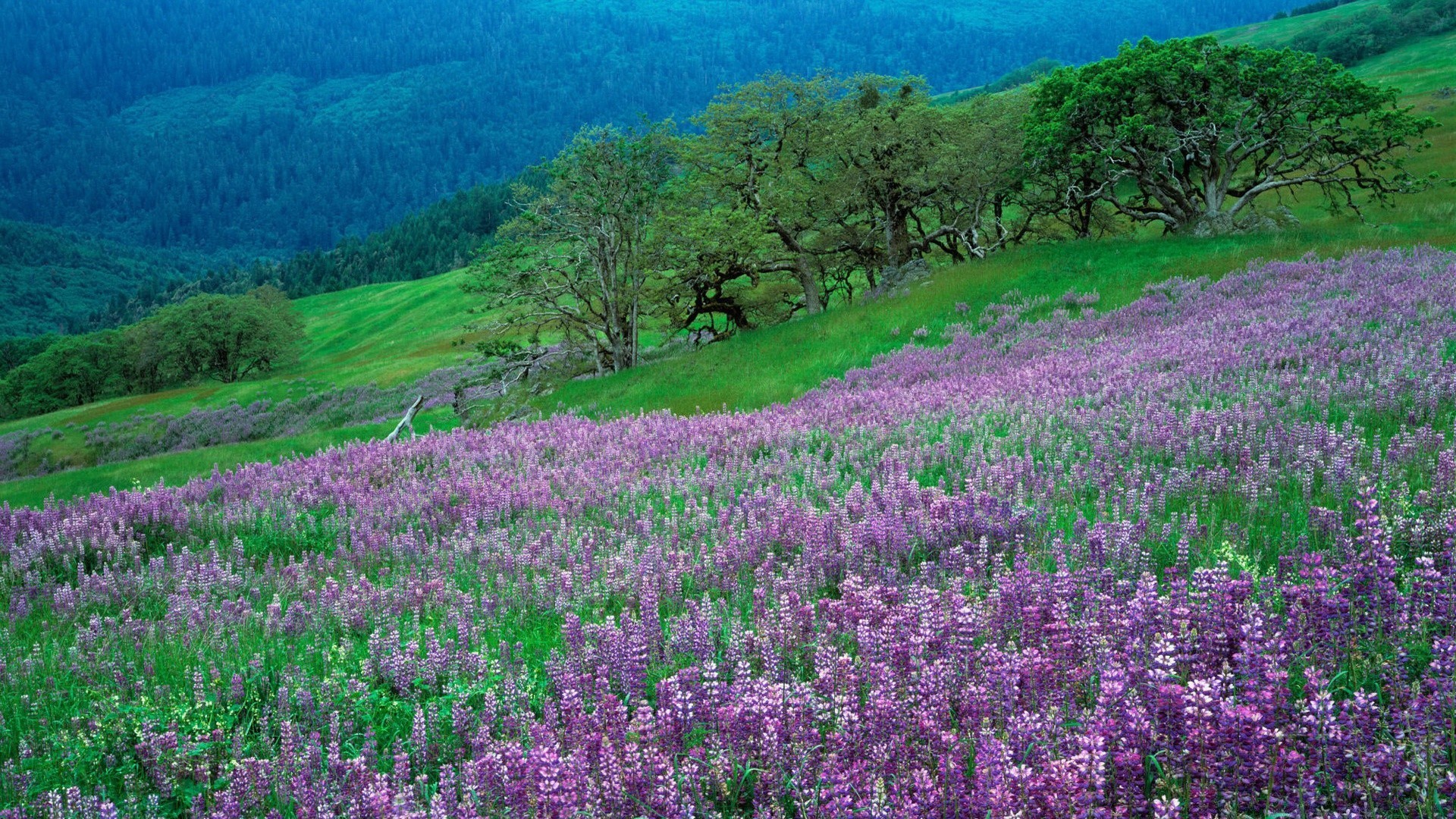 landscapes flower landscape nature flora hayfield field color outdoors environment summer scenic blooming season