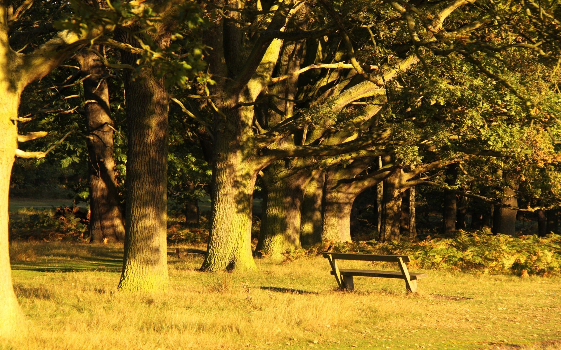 landscapes tree wood landscape nature outdoors fall grass park leaf dawn season scenic countryside light