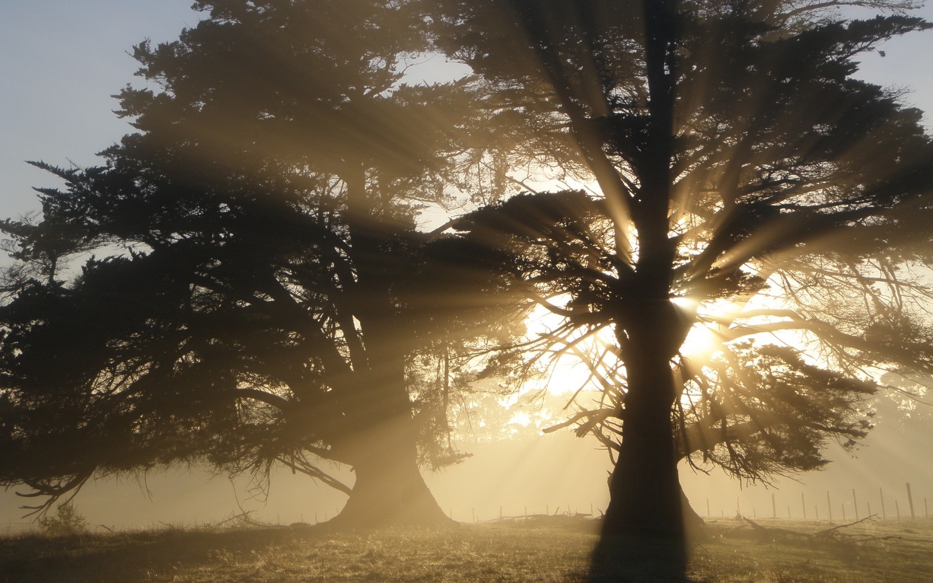 landscapes tree dawn fog mist backlit sun sunset wood nature landscape winter silhouette outdoors evening fair weather snow sky