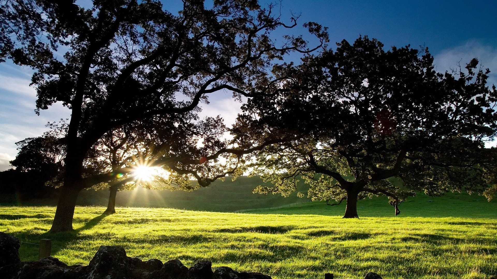 paysage arbre paysage herbe nature soleil campagne beau temps à l extérieur feuille été champ rural foin parc lumineux aube