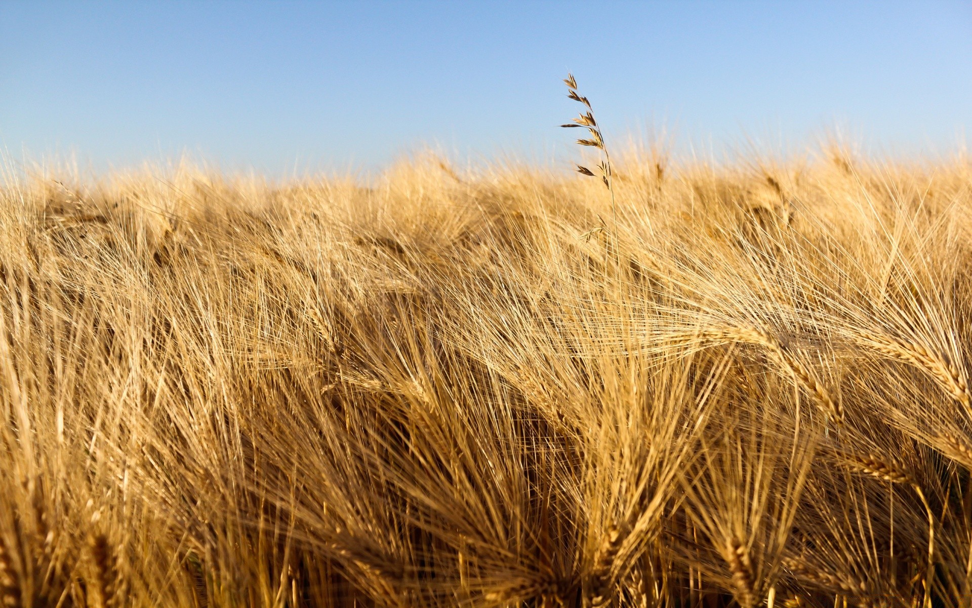 природа поле комбайн пшеница бесплатно