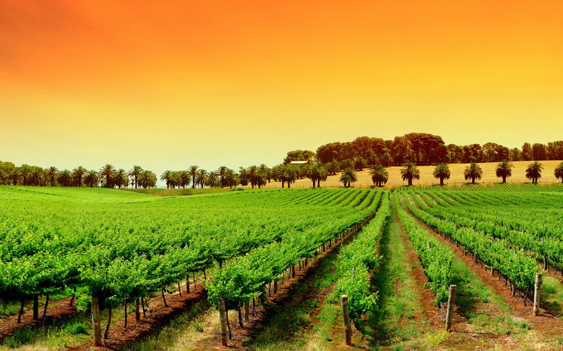 paesaggio agricoltura fattoria rurale campo pascolo paesaggio campagna natura crescita terreno agricolo paese estate all aperto flora raccolto suolo terra coltivata foglia albero