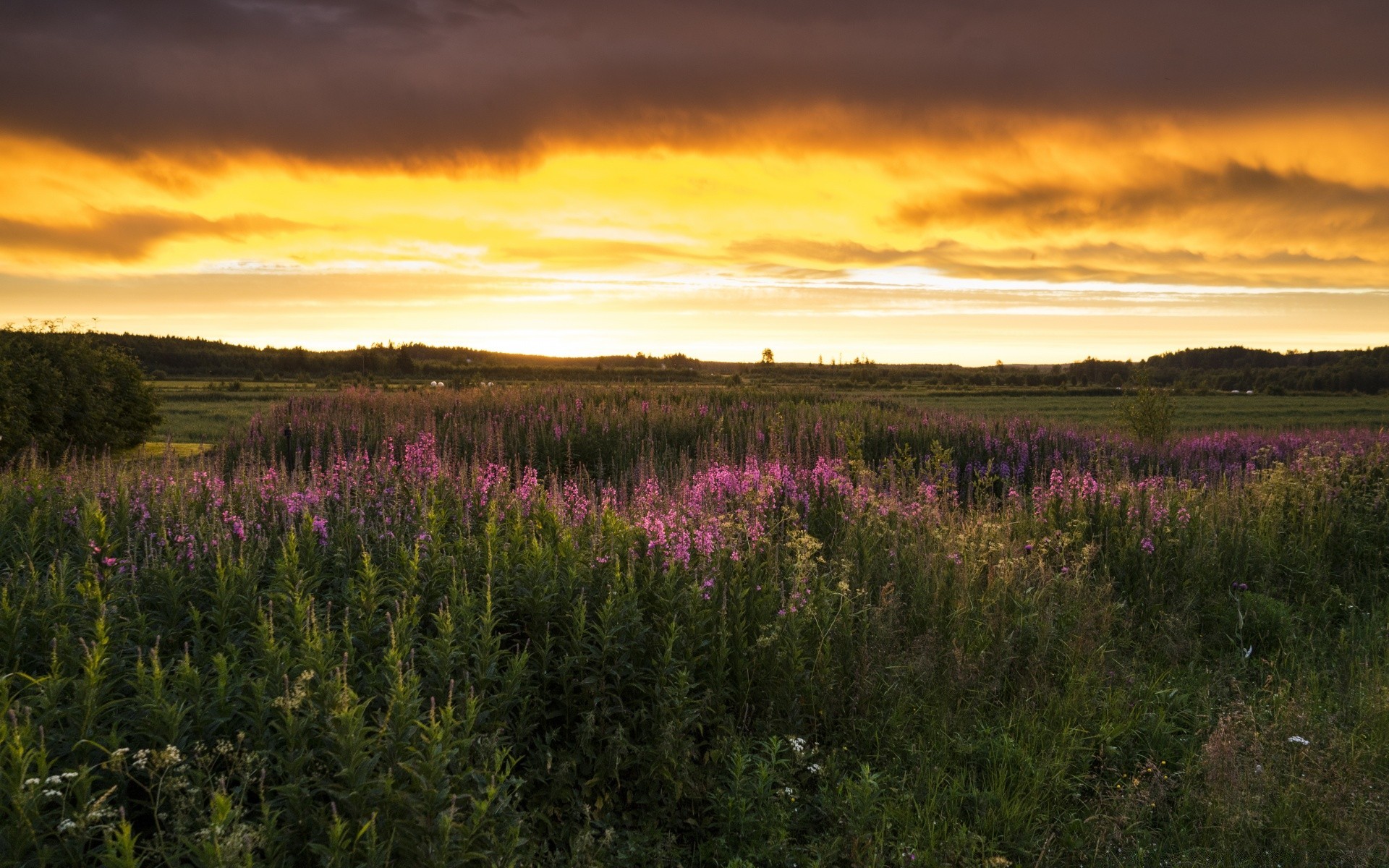 paysage paysage nature coucher de soleil fleur aube à l extérieur champ pâturages soir ciel été couleur campagne soleil foin rural arbre herbe lumineux