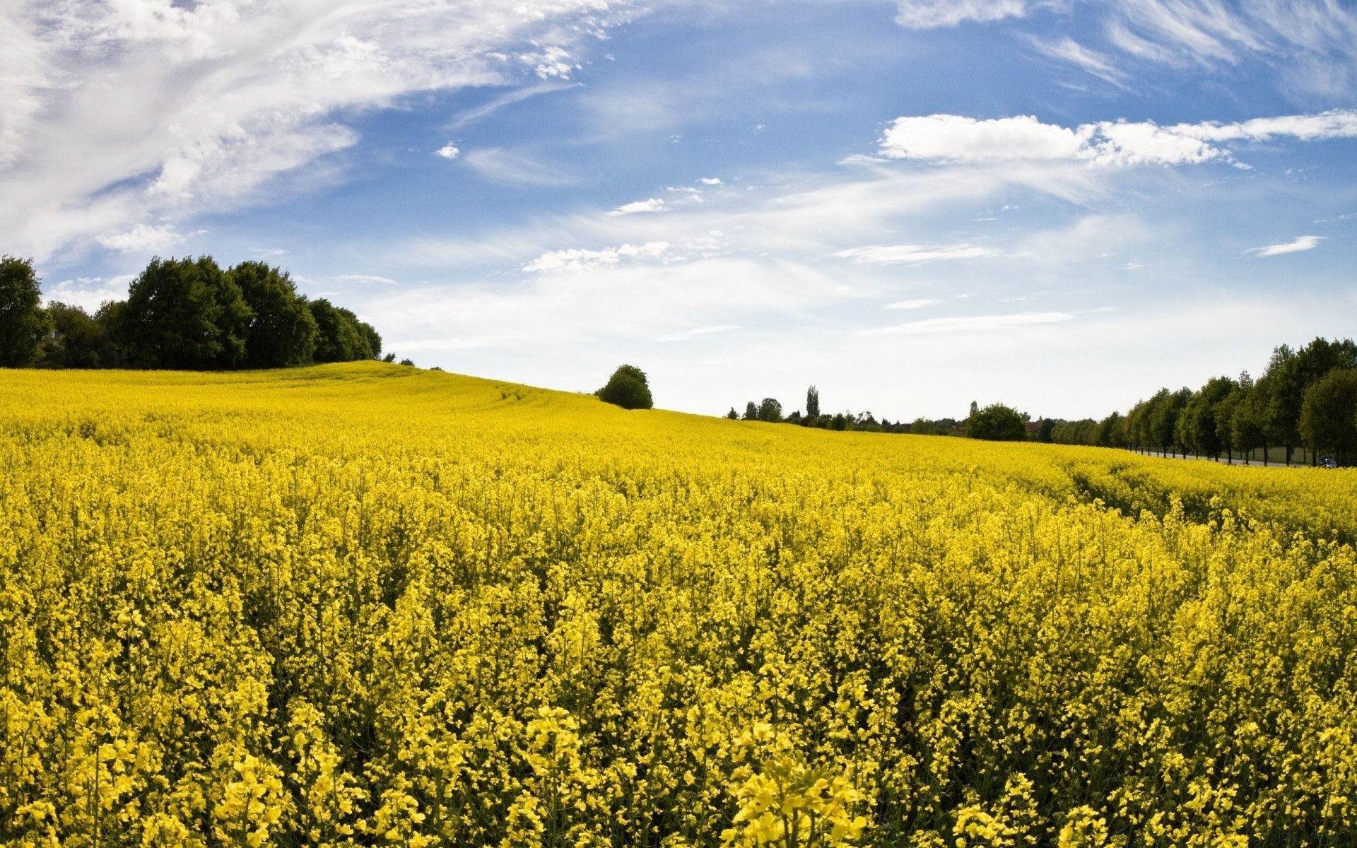 landscapes agriculture landscape field crop farm countryside rural outdoors sky nature oil pasture hayfield flower environment country cropland growth summer