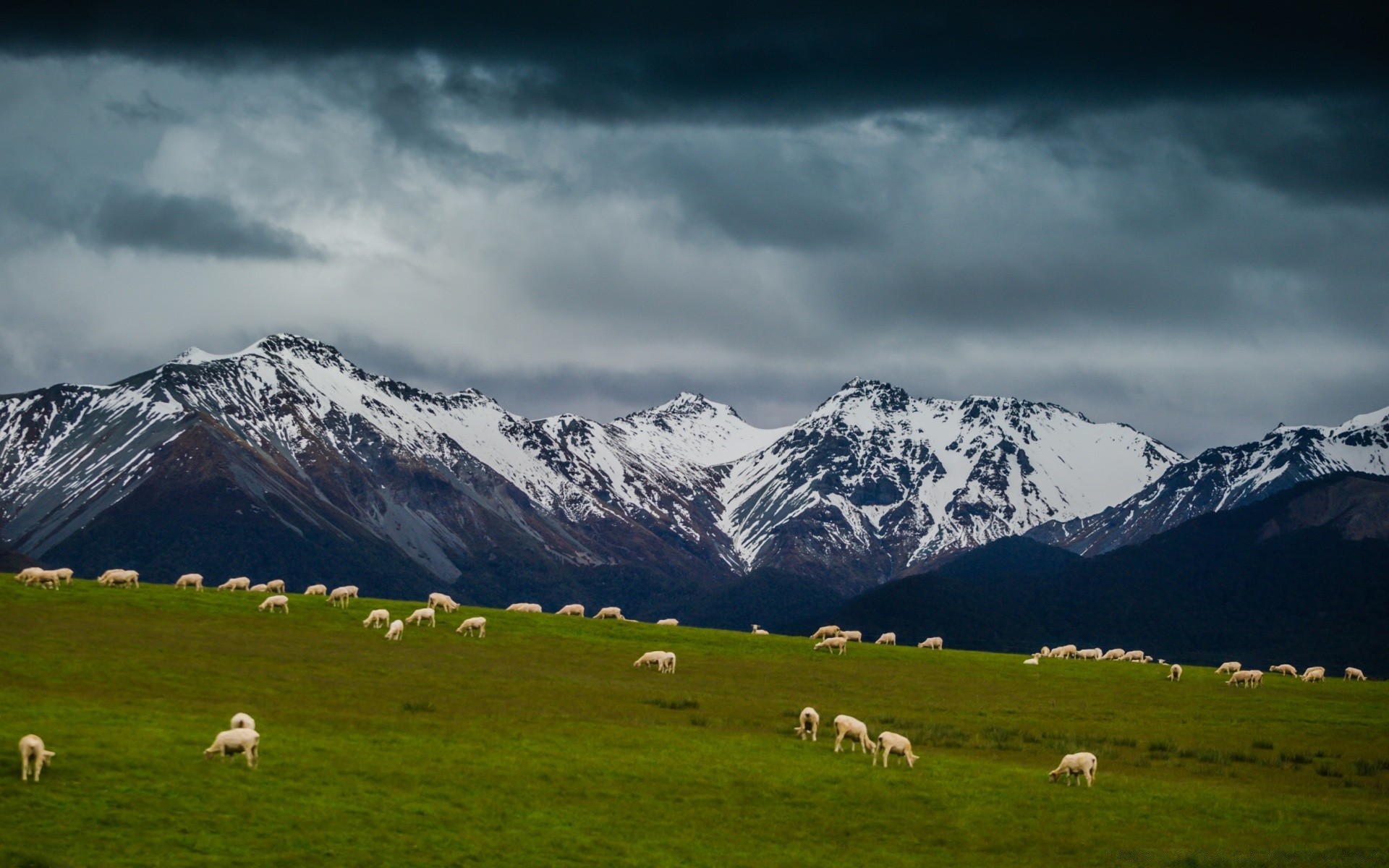 landscapes mountain outdoors snow pasture landscape nature travel grass pastoral sky sheep summer