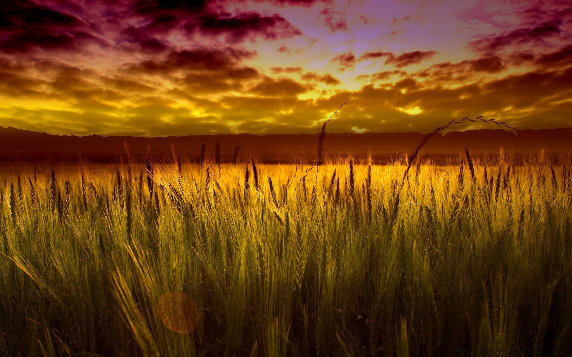 paesaggio alba tramonto sole fiocchi paesaggio rurale oro grano natura campo fattoria cielo raccolto pascolo