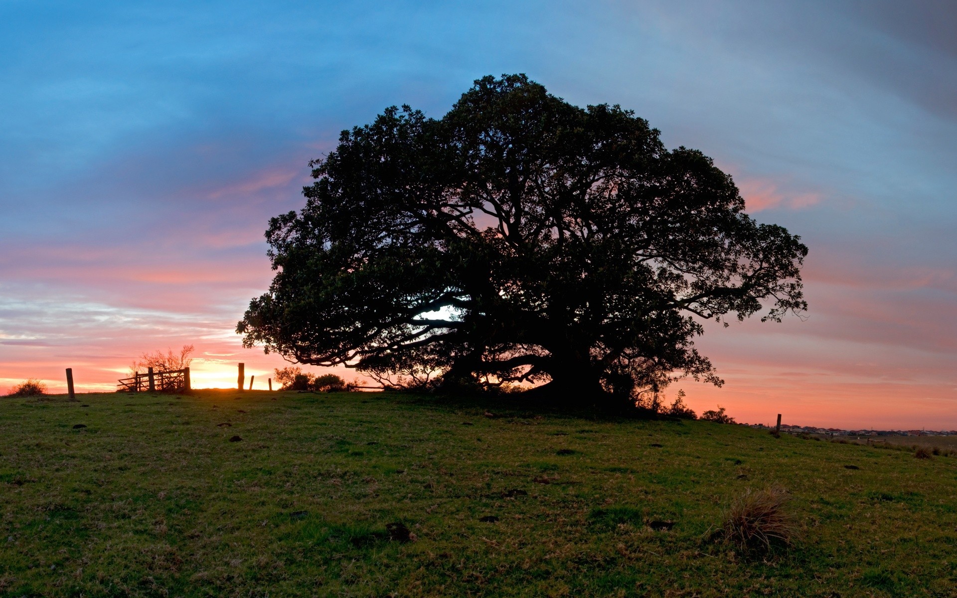 landscapes tree landscape nature sunset dawn grass sky sun outdoors evening summer light countryside fair weather wood fall rural field