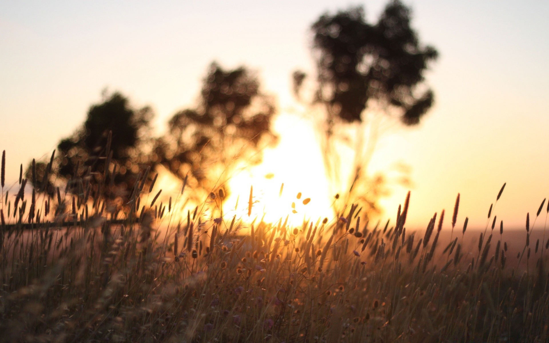 paisaje puesta de sol sol amanecer naturaleza paisaje al aire libre campo buen tiempo hierba cielo luz noche iluminado árbol silueta