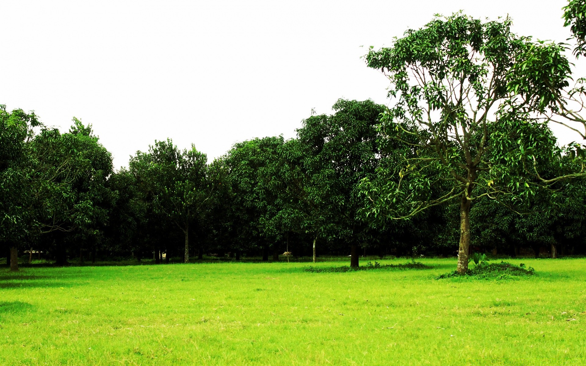 landscapes tree landscape grass nature flora summer field leaf wood season scene hayfield rural environment park sight lawn scenery garden country