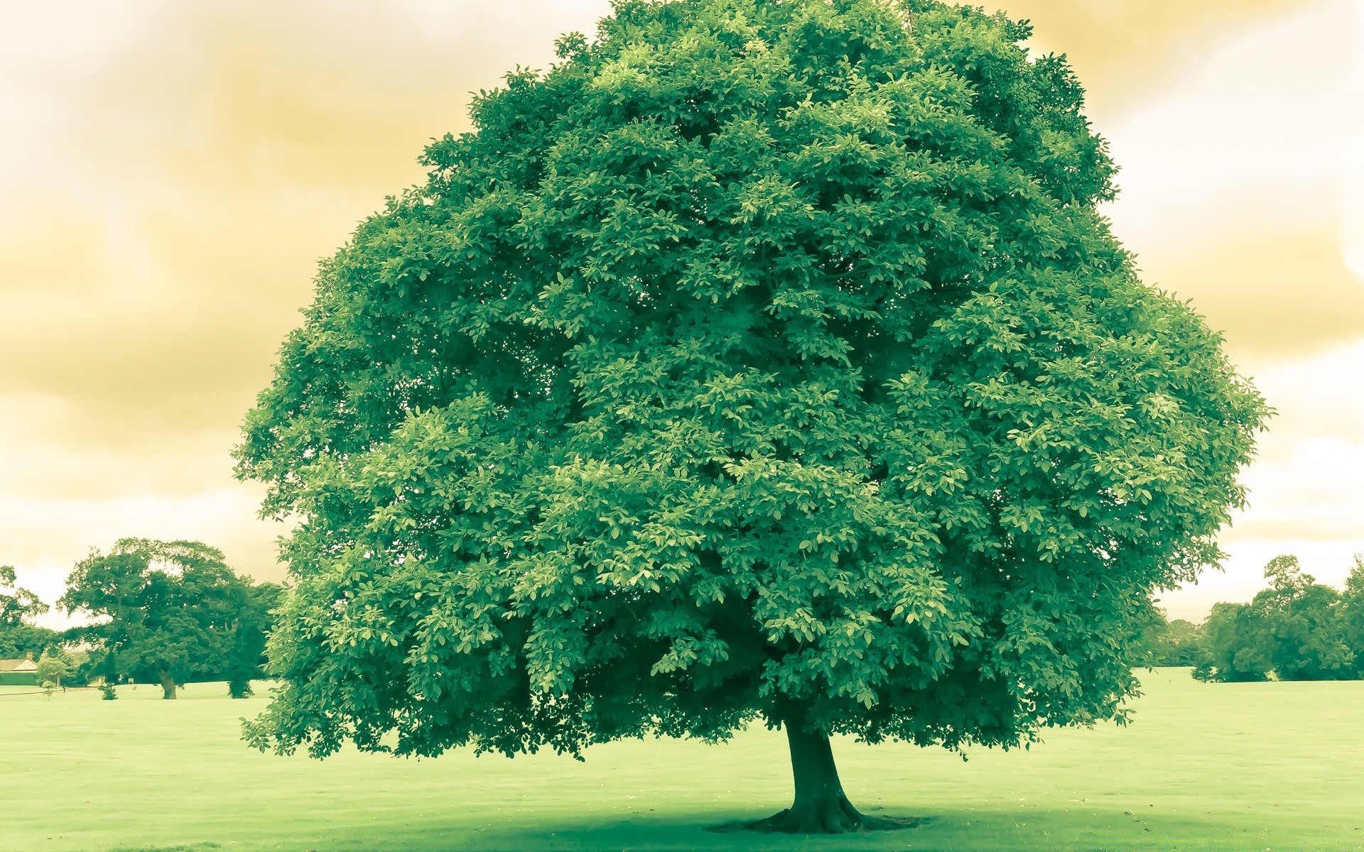 landschaft baum gras landschaft natur im freien holz des ländlichen raumes blatt landschaft rasen sommer gutes wetter jahreszeit