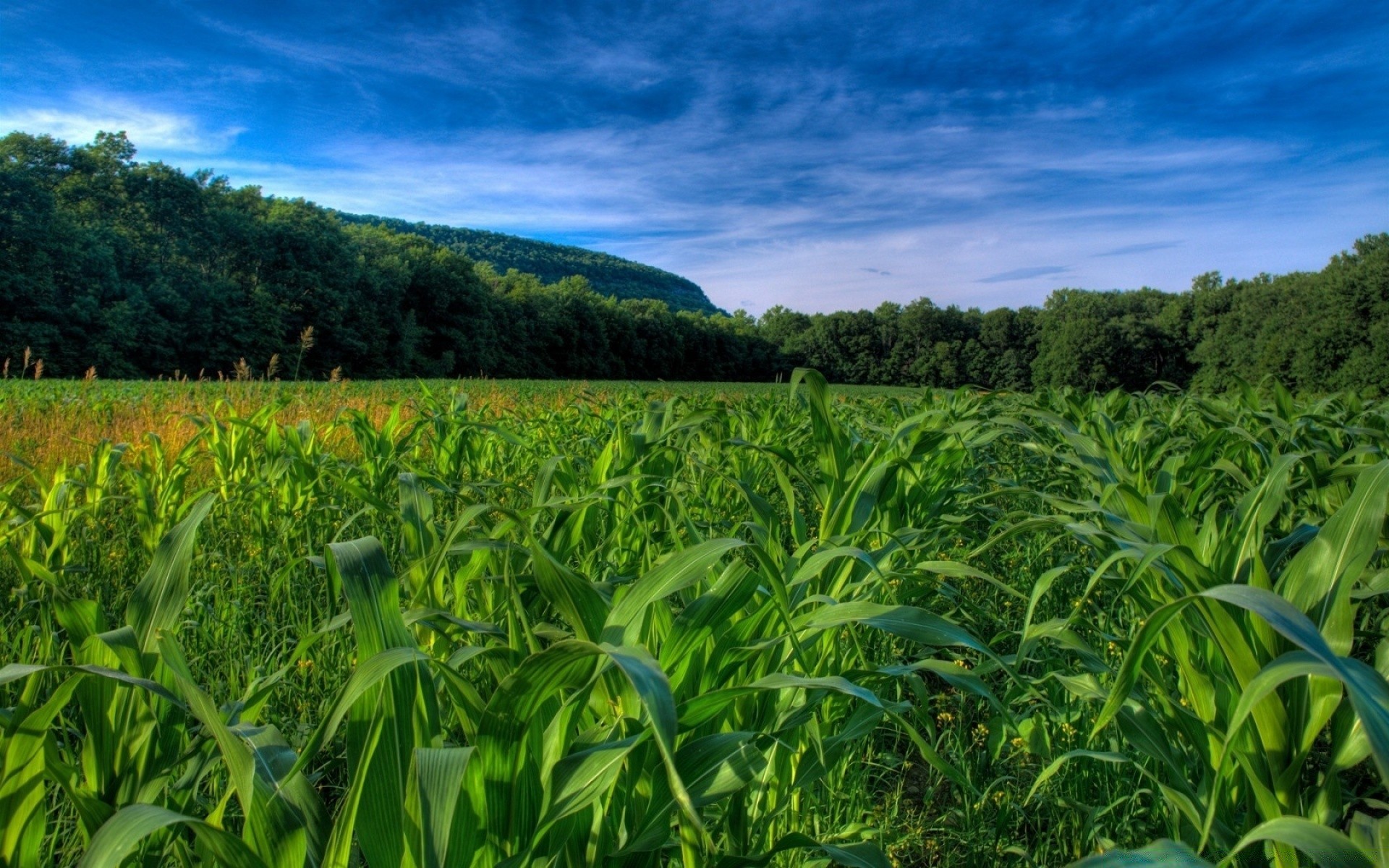 paesaggio agricoltura campo mais fattoria rurale paesaggio fiocchi flora natura crescita raccolto estate campagna ambiente pascolo suolo paese cielo stagione