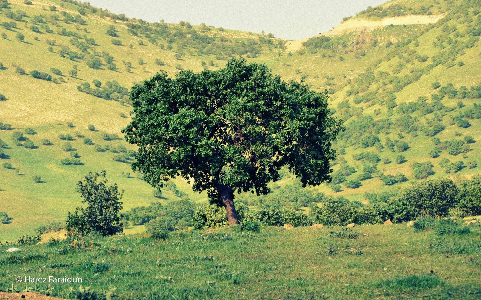 paysage paysage nature arbre colline champ bois agriculture en plein air foin environnement scénique herbe campagne flore rural montagne voyage ciel été