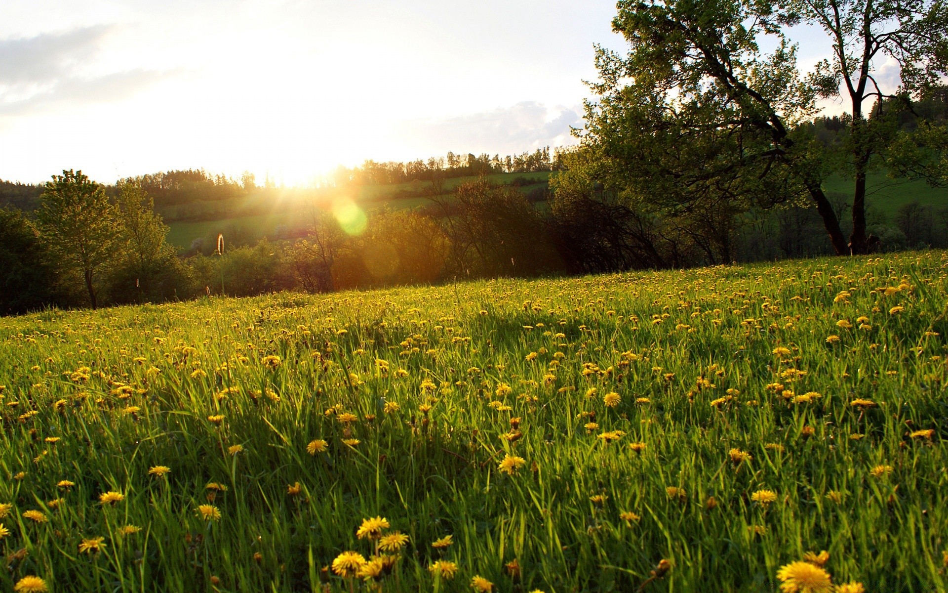 landscapes nature grass field landscape flower hayfield rural summer sun fair weather outdoors flora countryside season bright environment leaf dawn