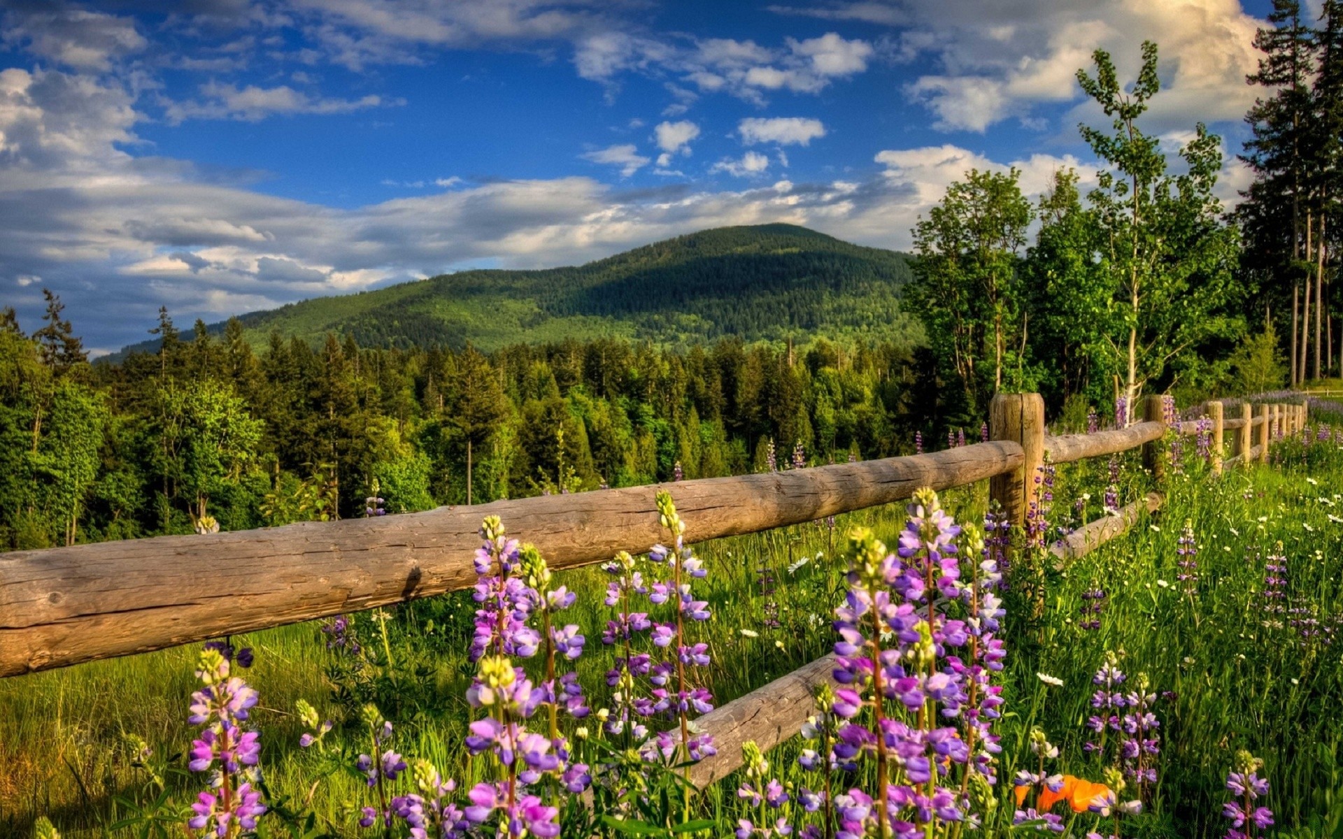 paysage nature fleur paysage à l extérieur lupin été foin bois herbe rural lumineux wildflower sauvage ciel flore scénique aube montagnes bois