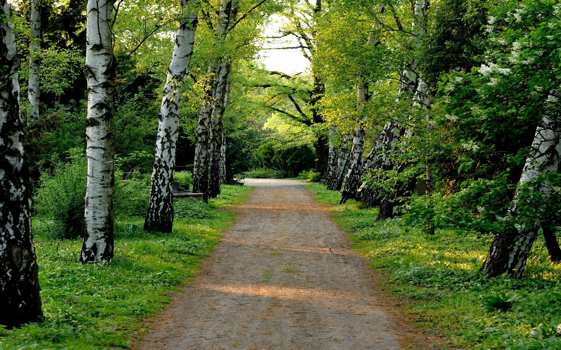 landscapes wood nature leaf tree landscape outdoors park guidance fair weather fall rural season scenic road lush grass summer footpath flora