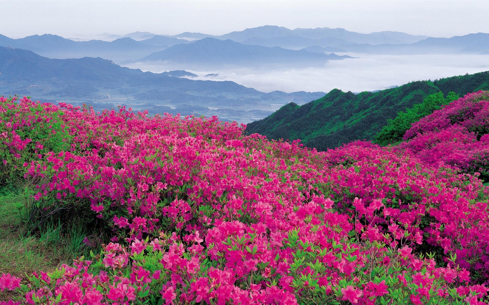 paisagens natureza paisagem flor flora ao ar livre verão feno montanha crescimento campo grama ambiente selvagem brilhante céu folha