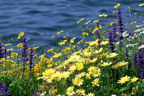 Flower meadow. River bank