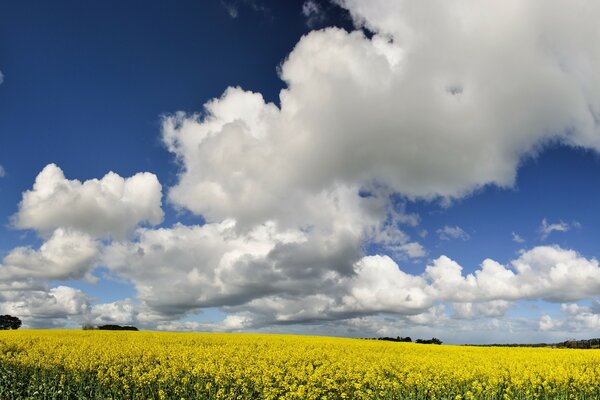 Schöne weiße Wolken über einem blühenden gelben Feld