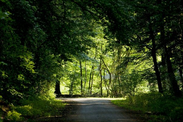 Gölgeli yeşil ormandaki gölgeli yol