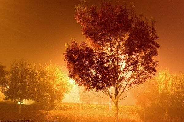 Alberi con grandi corone nella nebbia all alba