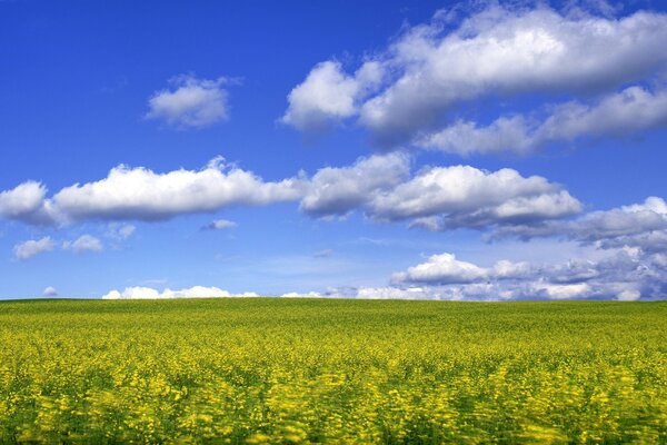 A yellow field in a beautiful blue sky with clouds