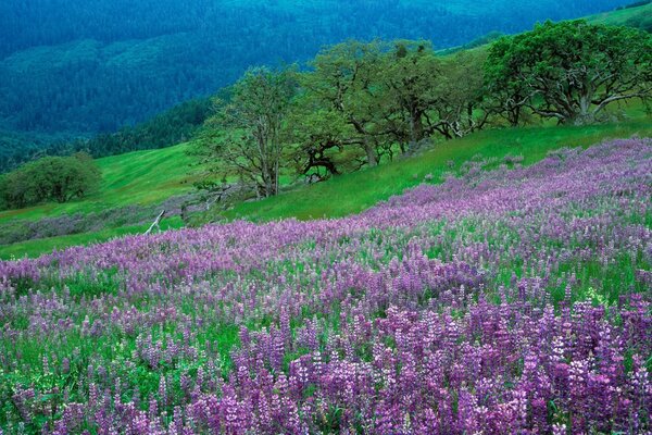 Área de flores moradas