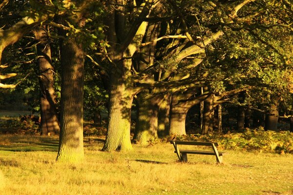 A bench in nature next to the trees