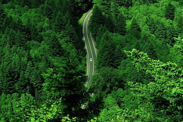 Bella strada in mezzo al verde massiccio