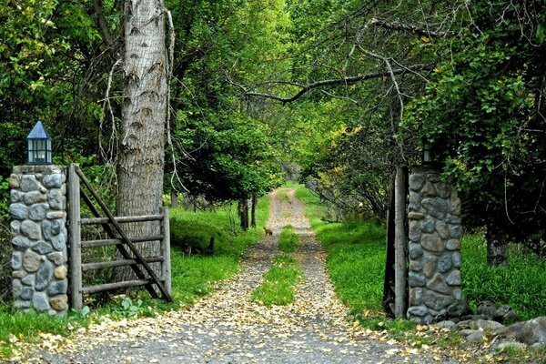 Muhteşem yeşil ormana giden yol