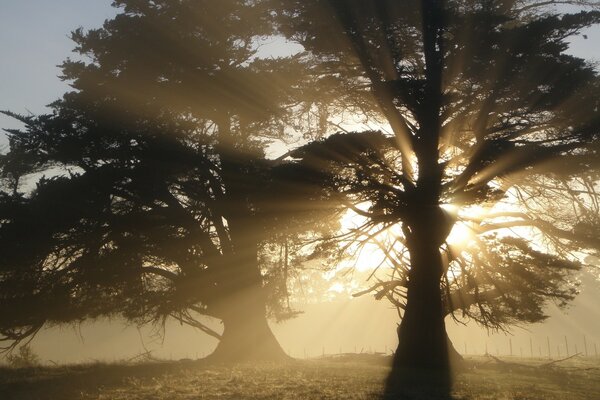 Les rayons du soleil se frayer un chemin à travers les arbres paysage